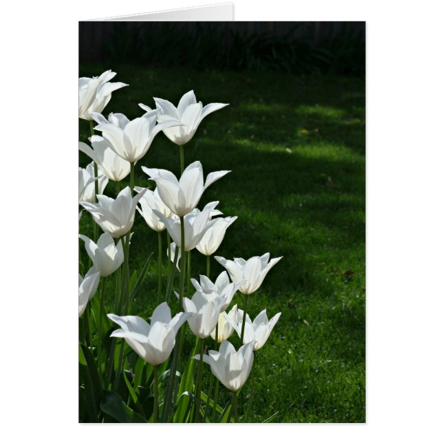 Tulipanes blancos (Frente)