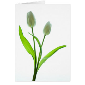 Tulipanes blancos