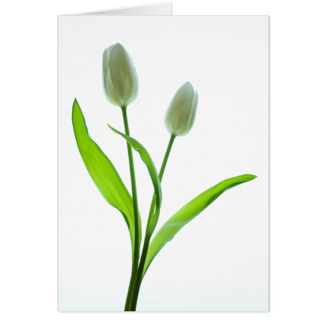 Tulipanes blancos (Frente)