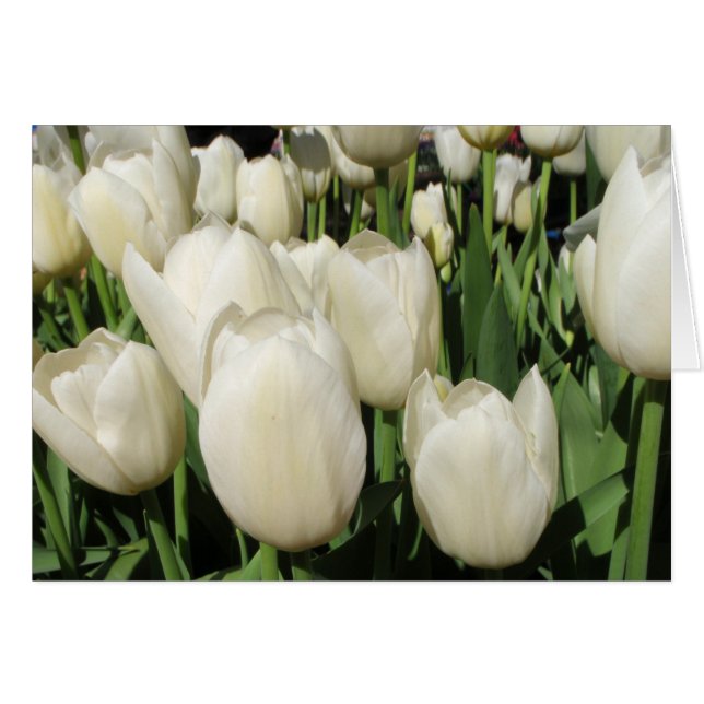 tulipanes blancos (Anverso (Horizontal))
