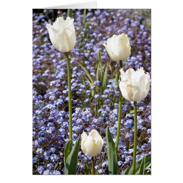 Tulipanes blancos (Frente)