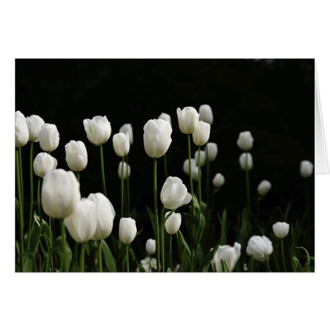 Tulipanes blancos (Anverso (Horizontal))