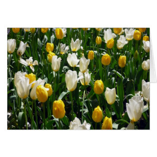 tulipanes blancos amarillos