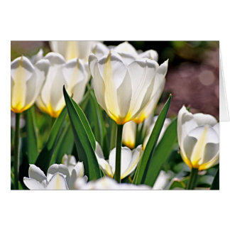 Tulipanes blancos con plumas amarillas