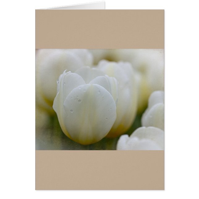 Tulipanes blancos con tarjeta de Personalizado par (Frente)