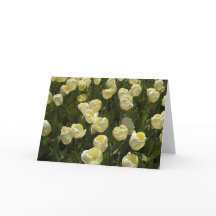 Tulipanes blancos en la tarjeta de felicitación de