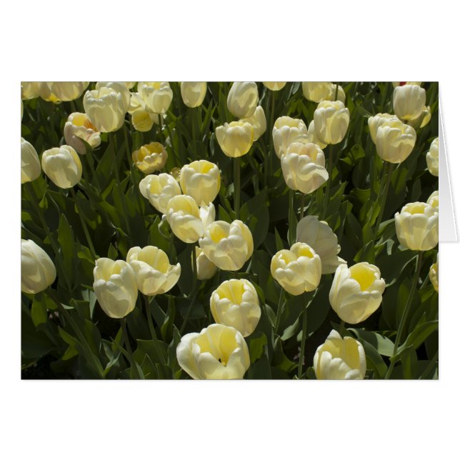 Tulipanes blancos en los jardines de Boston (Anverso (Horizontal))