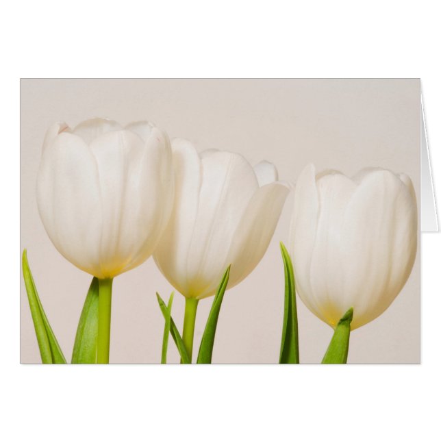 Tulipanes blancos sobre un fondo blanco, (Anverso (Horizontal))