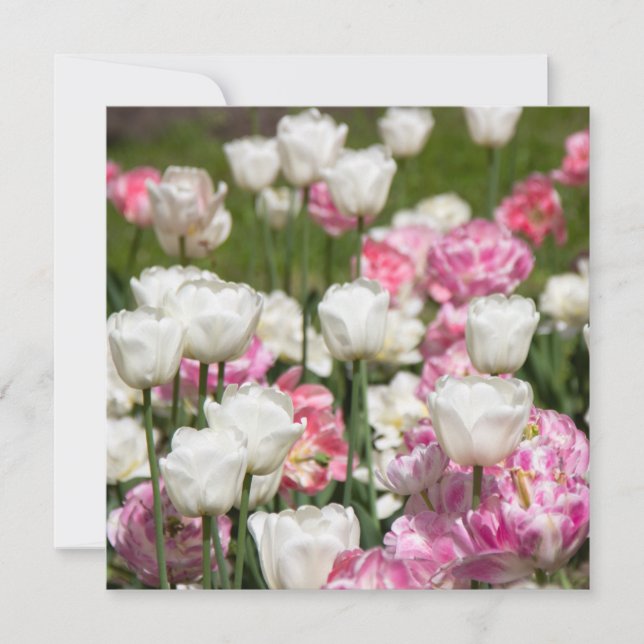 Tulipanes blancos y rosas brillantes en un día sol (Anverso)