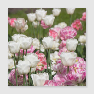 Tulipanes blancos y rosas brillantes en un día sol