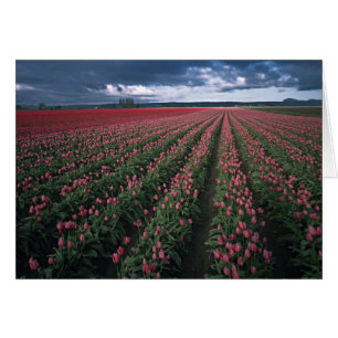 Tulipanes brillantes rosados y rojos brillan bajo 
