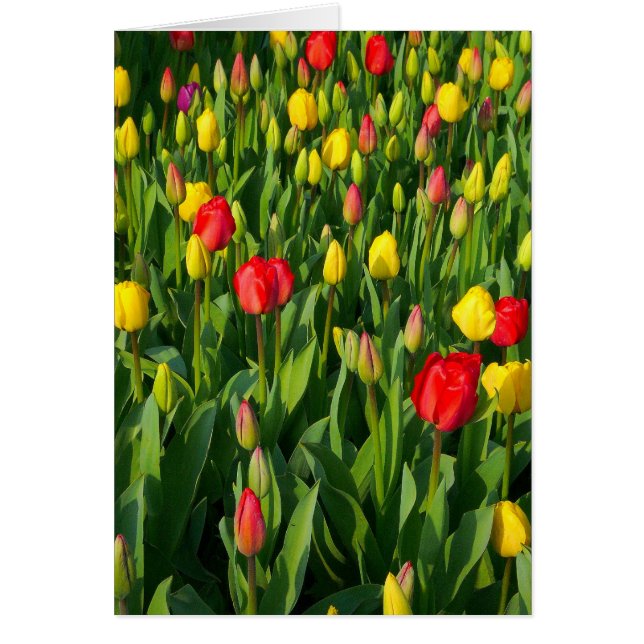 Tulipanes coloridos II - Vertical (Frente)