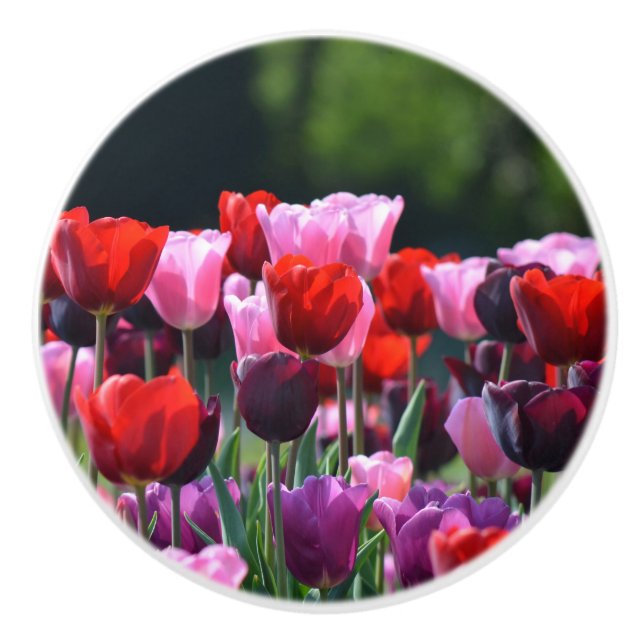 Tulipanes coloridos sobre el pomo del desove (Anverso)