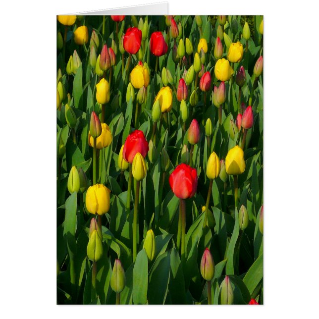 Tulipanes coloridos - Vertical (Frente)