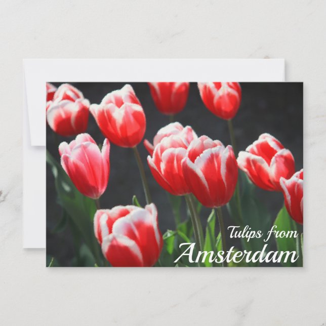Tulipanes de Amsterdam Card (Anverso)