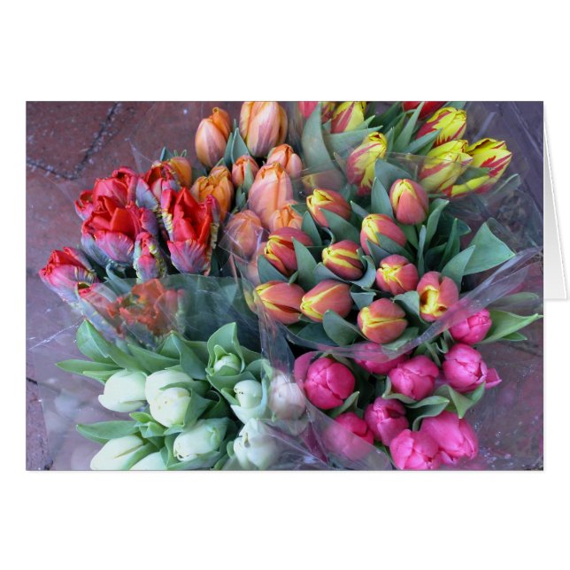 Tulipanes de Annapolis (Anverso (Horizontal))