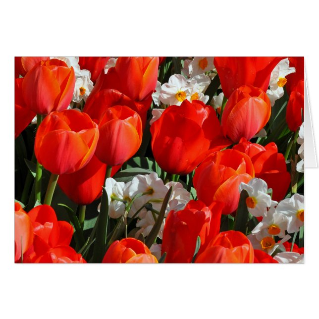 tulipanes de bonito y daffodias (Anverso (Horizontal))