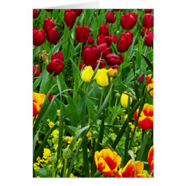 Tulipanes de Canberra