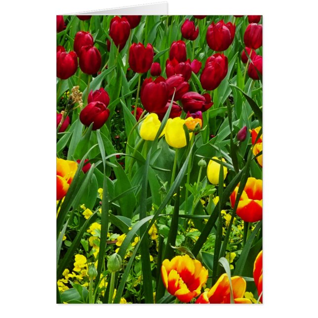 Tulipanes de Canberra (Frente)