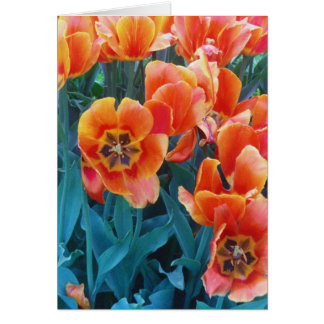 Tulipanes de la amapola