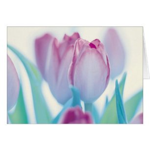 Tulipanes de la primavera