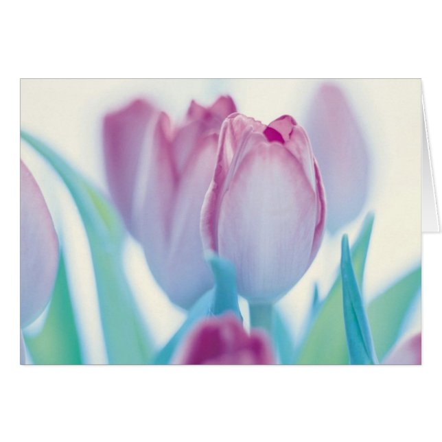 Tulipanes de la primavera (Anverso (Horizontal))