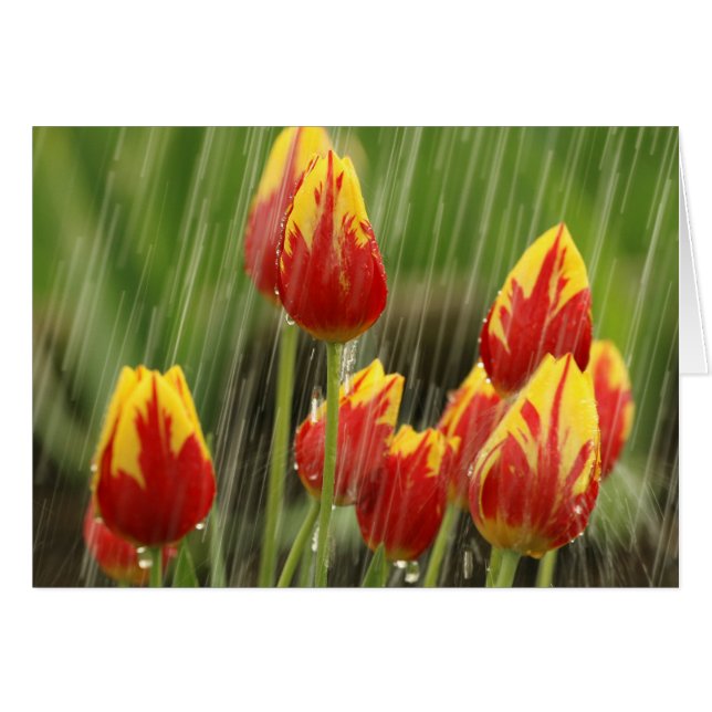 Tulipanes de la primavera (Anverso (Horizontal))