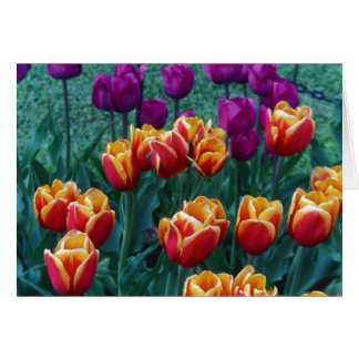 Tulipanes de la primavera