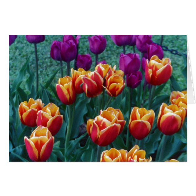 Tulipanes de la primavera (Anverso (Horizontal))
