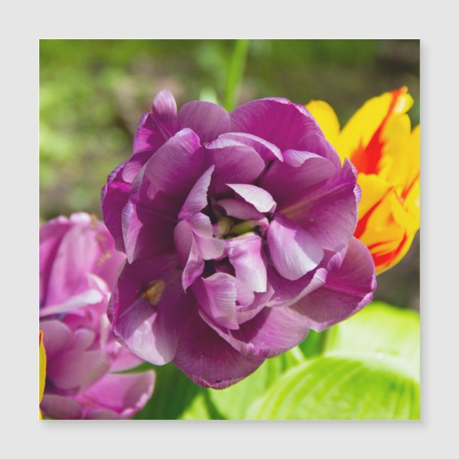 Tulipanes de Lilac en un día soleado (Anverso)