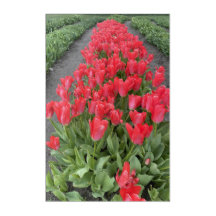 Tulipanes de primavera en arte acrílico de Papúa N