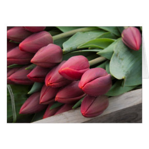 Tulipanes de primavera frescos