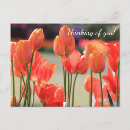 Tulipanes de primavera '¡Pensando en ti!' Postal