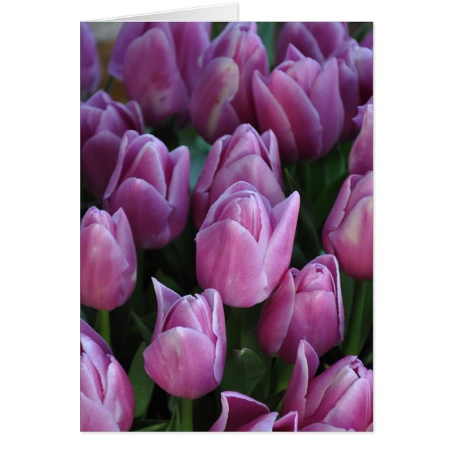 Tulipanes de primavera púrpura (Frente)