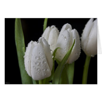 Tulipanes de punta blanca