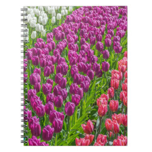 Tulipanes en cuaderno de tres colores