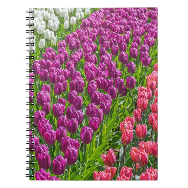 Tulipanes en cuaderno de tres colores (Frente)