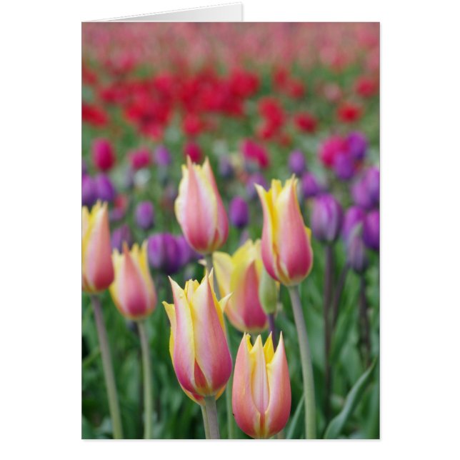 Tulipanes en descomposición (Frente)