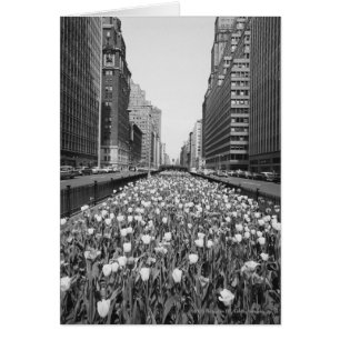 Tulipanes en el centro de la calle de la ciudad