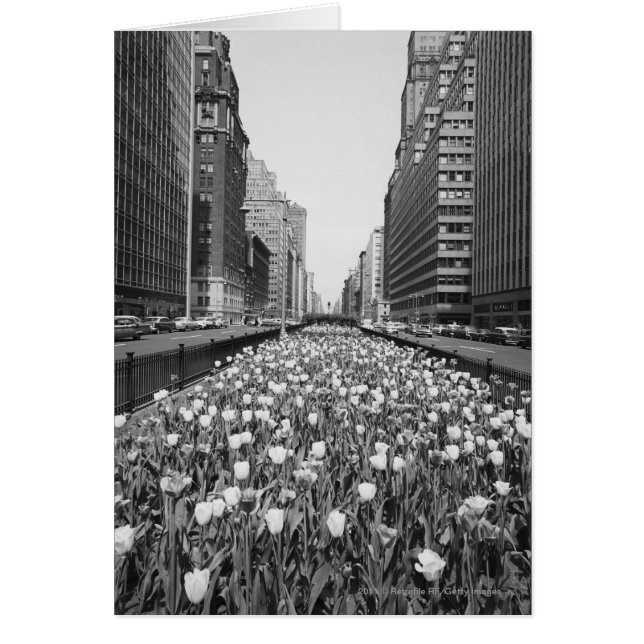 Tulipanes en el centro de la ciudad (Frente)