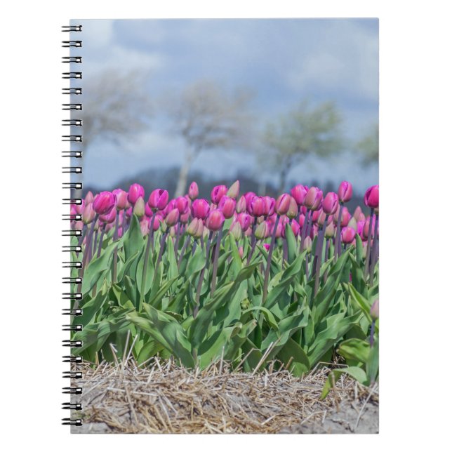 Tulipanes en el cuaderno del viento (Frente)