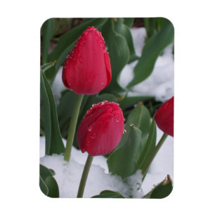 Tulipanes en el imán de la nieve