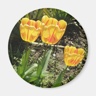 Tulipanes en el imán solar