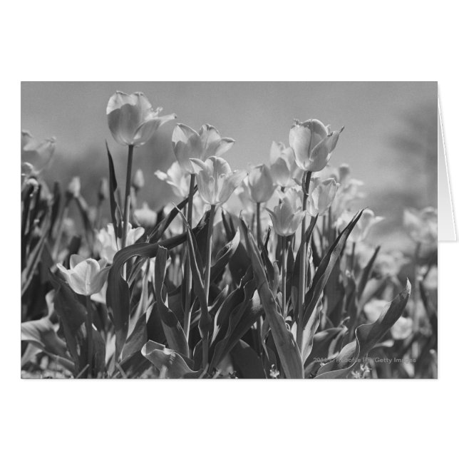 Tulipanes en flor (Anverso (Horizontal))