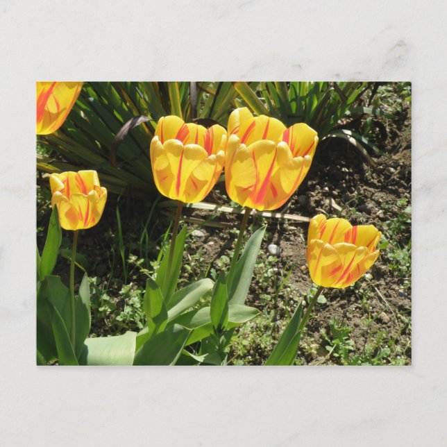 Tulipanes en la postal del sol (Anverso)