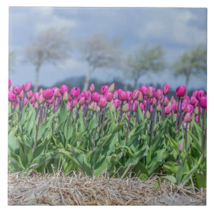 Tulipanes en un campo de baldosas cerámicas de Hol