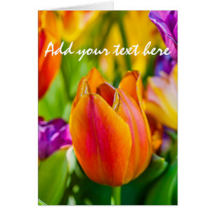 Tulipanes Encantadores