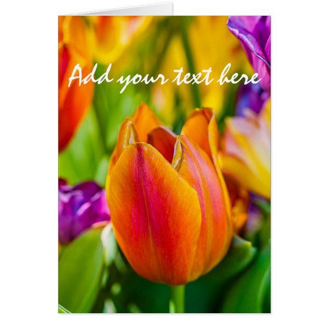 Tulipanes Encantadores (Frente)