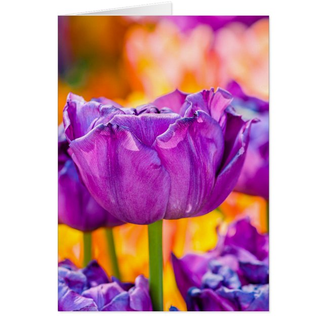 Tulipanes Encantadores Púrpura (Frente)