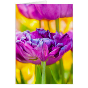 Tulipanes Encantadores Rosa Oscuro